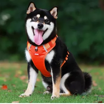 Escape-Resistant No-Pull Reflective Harness for Dogs